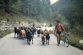 Turist, ki je obiskal dolino Soče, se je s kmečkim življenjem srečal malodane na vsakem koraku, saj je bilo kmetovalcev tu še pred par desetletji precej več kot danes. Turisti so kmečke dejavnosti večinoma dojemali kot zanimivo popestritev turistične ponudbe, včasih pa so bile lahko tudi razlog za negodovanje in slabo voljo. (Arhiv Tolminskega muzeja)