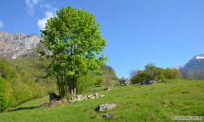 Javorca mit Berg-Ahorn im Mittelpunkt und Kirche. Der Ursprung des Namens Javorca liegt im slowenischen
Wort für Ahorn »javor«. Alten Volksüberlieferungen zufolge ist der Ahorn ein heiliger Baum. Foto: Marko Grego, 20. 4. 2016. Javorca mit Berg-Ahorn im Mittelpunkt und Kirche. Der Ursprung des Namens Javorca liegt im slowenischen
Wort für Ahorn »javor«. Alten Volksüberlieferungen zufolge ist der Ahorn ein heiliger Baum. Foto: Marko Grego, 20. 4. 2016.